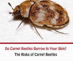 do carpet beetles burrow in your skin