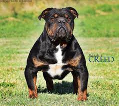 olde english bulldogge breeders north