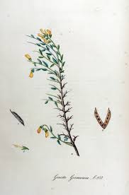 File:Genista germanica — Flora Batava — Volume v11.jpg ...