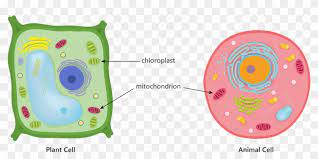 Plant and animal cells are similar in that both are eukaryotic cells. Animal Plant Cell Mitochondria Chloroplast Respiration Plant And Animal Cells Photosynthesis Respiration Hd Png Download 1299x589 5498699 Pngfind