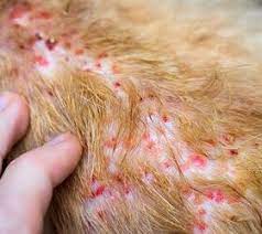 what is dog folliculitis and how to