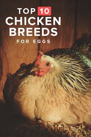 Chicken Breeds Eggs Per Year