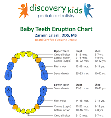 Veritable Teeth Growth Chart For Babies Pediatric Teething