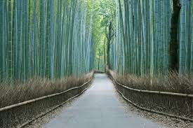 Serene Japanese Bamboo Grove