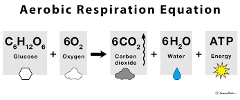 Aerobic Respiartion Definition
