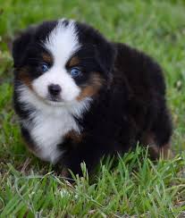 Great loyal companion/family dog also. Available Puppies Flyn M Toy Mini Aussies