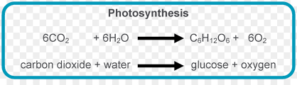 Free Transpa Photosynthesis Png