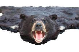 cost of taxidermy for black bear rug