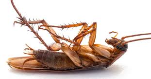 boric acid for roaches how effective
