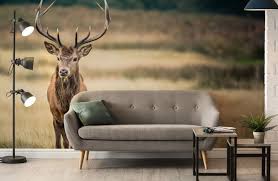 stag wallpaper deer wallpaper