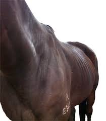 Chronic Weight Loss In Horses Hygain Horse Feeds
