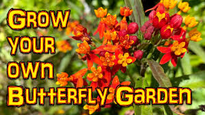 grow a erfly garden from seeds