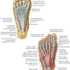 Connective Tissue Of The Foot Diagram Get Rid Of Wiring