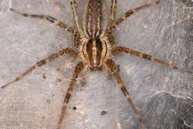 Saskatchewan Spiders