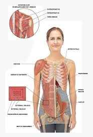 We are pleased to provide you with the picture named thoracic rib cage anatomy in detail anterior we think this is the most useful anatomy picture that you need. Torso And Shoulder Anatomy Rib Cage And Abs Hd Png Download Transparent Png Image Pngitem