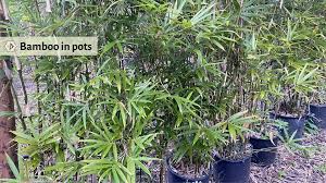 growing bamboo in pots pros and cons