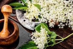 Image result for benefits of elderberry flowers