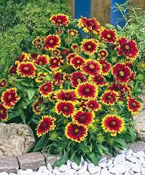 Red Gallardia Arizona Garden Plant