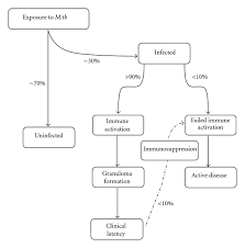 Flow Chart Of Tb Disease Progression And Major Events