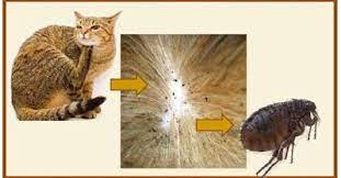 Kutu kucing adalah sumber masalah yang merugikan kulit yang digigit kutu kucing akan merah dan bisa muncul ruam yang sangat mengganggu. Cara Mudah Atasi Masalah Kutu Pada Kucing