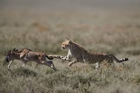 cheetah acinonyx jubatus taking down