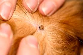 how to get rid of dog mites paw planning