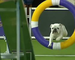 Image of Bulldog running agility course