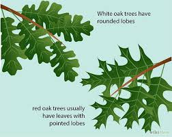 Identify Oak Leaves Red Oak Tree Oak Leaf Identification