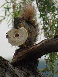 fox squirrel the most important meal