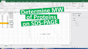 determining mw of proteins on sds page