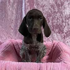 german shorthaired pointer puppy for