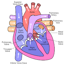 Circulatory System Blood Flow Pathway Through The Heart
