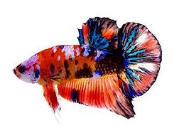 Can male and female betta fish live together? Plakat Koi Betta Male Aquafood