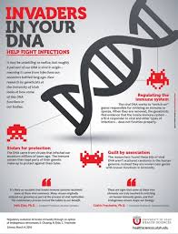 viral dna in our genome evolved to
