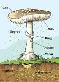 What part of a mushroom do you eat?