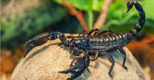are scorpions poisonous or dangerous