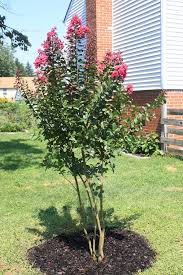 When choosing trees for small gardens it is worth considering just how much space you have and which seasons of interest best suit your planting scheme. Small Trees For Gardens Using Small Trees In The Landscape