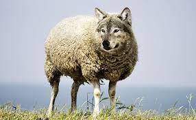 discern a wolf in sheep s clothing