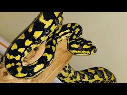 vedra jungle carpet python training