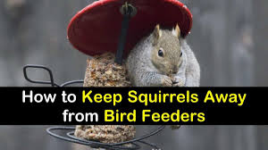 keep squirrels away from bird feeders