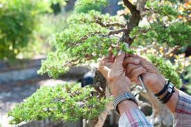 pruning a bonsai tree everything you