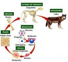 6.Niveles de Organización - Biología-Prof. Ojeda