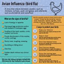 Efforts to make a vaccine have not been very successful and currently scientists are working on a new vaccine made out of chicken eggs. Pin On Chickens 101