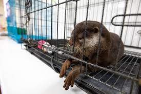 In this animalwised video, we talk about the lifestyle of these mammals, what types of otter exist and why. Why You Shouldn T Share That Cute Pet Otter Video World Animal Protection
