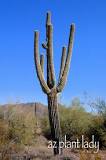 Can I take a saguaro skeleton?