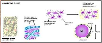 connective tissue biology