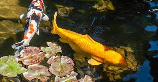 Best Easiest Fish Varieties To Stock A Backyard Pond With