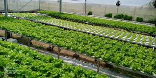 Cara membuat kebun organik mini di rumah anda. Bupati Anas Dorong Warga Bikin Kebun Hidroponik Di Pekarangan Rumah