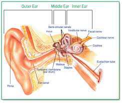 Expert Hearing Care gambar png