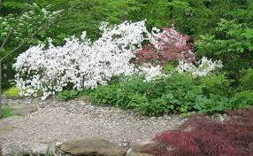You've probably heard different numbers thrown around. Time To Prune Your Old Azaleas Homestead Gardens Inc